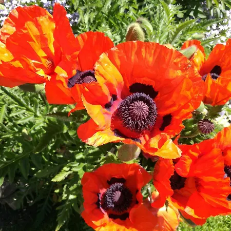 Haus Haeger * Dahme (Schleswig-Holstein)